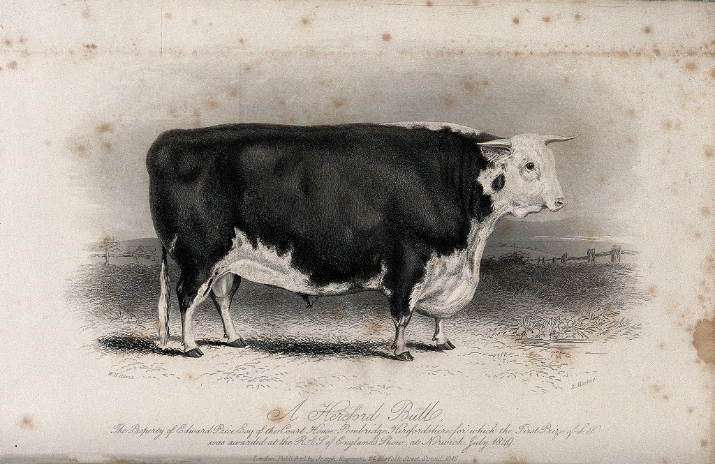 A_Hereford_bull._Etching_by_E._Hacker,_ca_1849,_after_W.H._D_Wellcome_V0021636_k