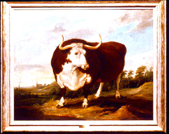 herefordshire_bull