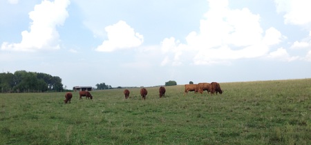 Egységes területalapú támogatáshoz kapcsolódó anyatehéntartás támogatási tájékoztató - Kép 1.