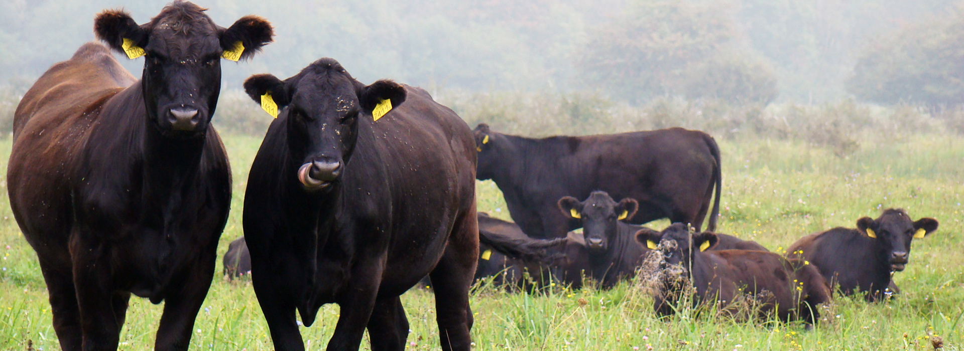 Magyar Hereford, Angus, Galloway Tenyésztők Egyesülete